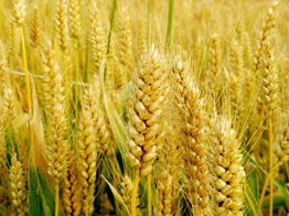 小麦存储特性